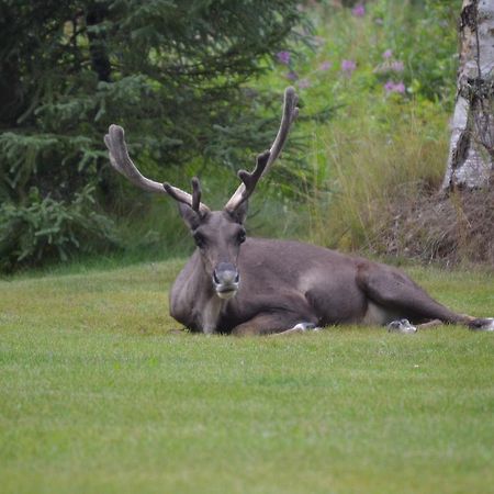 All Seasons B&B Kenai Zewnętrze zdjęcie