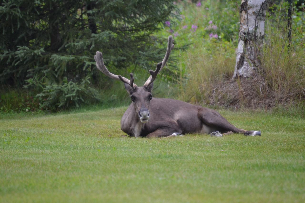 All Seasons B&B Kenai Zewnętrze zdjęcie